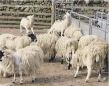  ??  ?? 0 New test offers fast confirmati­on of sheep scab