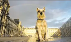  ?? HARALD FRANZEN ?? German Schnauzer Pepper looked majestic at sunset in the courtyard of Paris’s Louvre. “I love taking my dog with me wherever I go,” says Pepper’s owner, Nikki Moustaki.