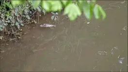  ?? Alexandra Wimley/Post-Gazette ?? A dead fish floats in Chartiers Creek in Upper St. Clair on Saturday.