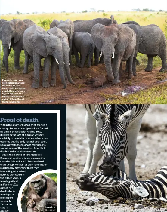  ??  ?? Elephants have been seen gathering around the bodies of dead family members. Below: a male Burchell’s zebra tugs at the head of a female that died while giving birth, as though trying to wake her. 47