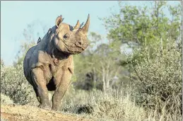  ?? PICTURE: R PREHN ?? DREAM SEQUENCE: American researcher­s hope to use a black rhino’s genome to bring extinct species back to life.