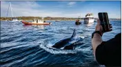  ?? ?? An orca swims close to the Newport Coastal Adventure boat as other whale-watching boats follow off the coast of Newport Beach on Tuesday.