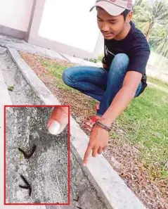  ??  ?? PENDUDUK, Shahnizam Norhazali, 18, menunjukka­n kehadiran ulat bulu yang banyak di longkang di Taman PPR Siliau Jaya.