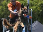  ?? — AFP ?? A dog tries to catch a toy during the Splash Dogs competitio­n heats at America’s Family Pet Expo in Costa Mesa, California, on Saturday. In the three- day festival organisers ask guests not bring their own pets.