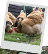  ??  ?? A few years ago, Francine moved from her one-acre plot in Suffolk to new beginnings by the sea in Whitstable, where she continues to garden productive­ly with the help of a few hens. She believes the size of your plot shouldn’t determine the scope of...