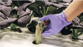  ??  ?? A bok choy plant gets a lift at Iron Ox, where robot farmers are changing the agricultur­e industry.