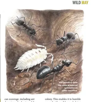  ??  ?? Ant woodlice have the same armoured symmetry as other woodlice.