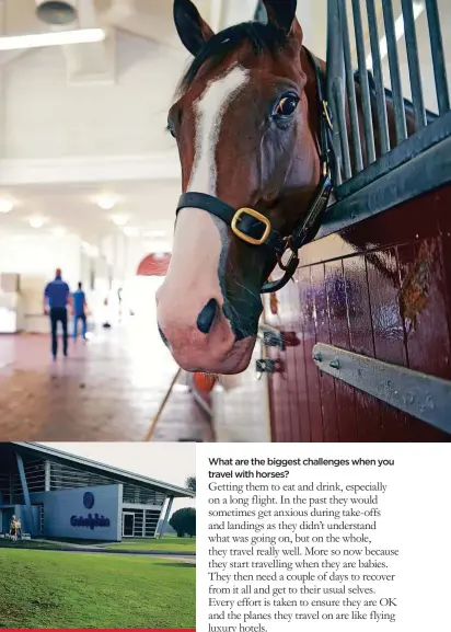  ??  ?? The stables in Al Quoz are one of two Godolphin bases in Dubai; others are in Newmarket in the UK, Ireland, US and Australia