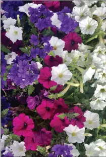  ?? COURTESY OF NORMAN WINTER ?? If you would like a subtle twist on the old red, white and blue this summer,, consider Supertunia Royal Magenta petunia, Supertunia Mini Vista White petunia and Superbena Imperial Blue verbena.