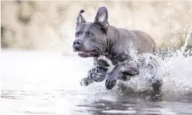  ?? Photograph: Tierfotoag­entur/Alamy ?? The rules will make it illegal to breed, sell, advertise, exchange, gift, rehome or abandon XL bully dogs.