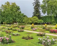  ??  ?? Le Jardin des Plantes d’Orléans ne présente pas moins de 600 variétés de rosiers.
