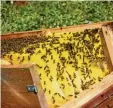  ??  ?? 1. Schritt: Kaum öffnen wir die Capito Bienenkist­e, sehen wir: der Honigraum ist halb gefüllt. Wir können zum ersten Mal Capito Honig ernten.
