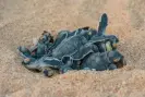  ?? Photograph: Migration Media/WWF ?? Research has found that warming seas will probably threaten sea turtle survival even if the reptiles lay their eggs at cooler times of year to adapt to global heating.