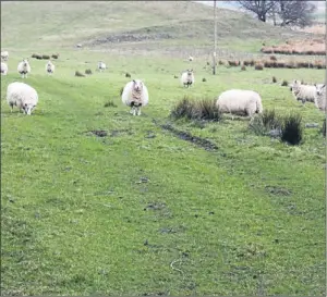  ??  ?? Deciding whether fields such as this one in Aberdeensh­ire are permanent grass or rough grazing will not be easy.