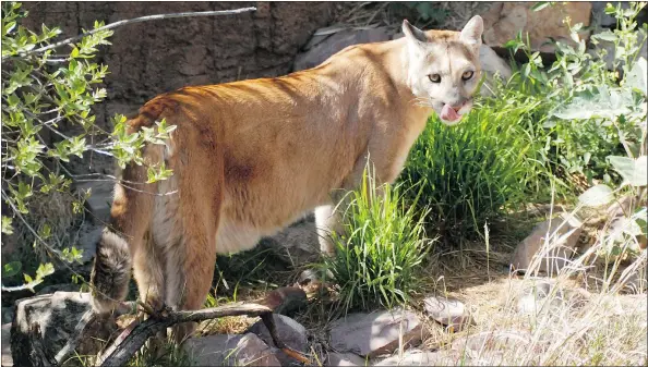  ?? — PNG FILES ?? The large cougar population in B.C.’s South Coast can be attributed in part to an increase in the deer population.