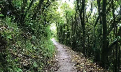  ?? Photograph: Ashleigh Young. ?? The Waimapihi Reserve near Wellington. New Zealand.