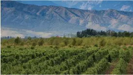  ??  ?? ABOVE:
Vineyard in Mendoza