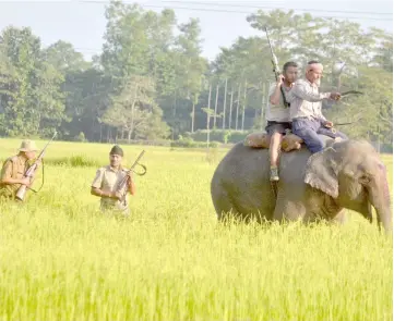  ??  ?? File photo shows Indian forest officials taking part in a search operation for a tiger with the aid of an elephant in a paddy field at Bhumuragur­i. — AFP photo