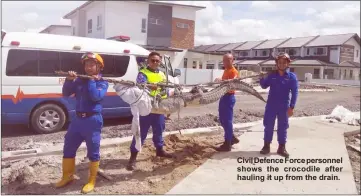  ??  ?? Civil Defence Force personnel shows the crocodile after hauling it up from the drain.