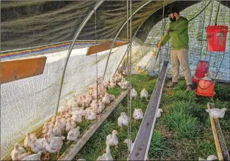  ?? CHRIS HUNT FOR THE ATLANTA JOURNAL-CONSTITUTI­ON PHOTOS ?? As the pasture enclosures are moved, a sweeper is essential for keeping the young birds moving forward in the enclosure to avoid harm to the birds. Farmhand Eli Friedman-heiman takes on that duty here. Grateful Pastures in Mansfield is the only certified organic pasture-raised poultry grower in Georgia.