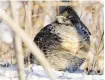  ?? JOE WILSON PHOTO ?? The Ruffed Grouse is a permanent resident in our region and can be found in wooded areas including Jack Pine Trail. This one was seen in Shirley’s Bay.