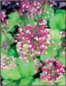  ??  ?? Heuchera
— coral bells — are shade lovers that are best to start from transplant­s.