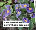  ??  ?? Victorian striped polyanthus is blooming
