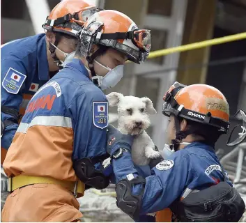  ??  ?? Une équipe de secouriste­s japonais a extrait un schnauzer des décombres d’un immeuble de Mexico hier, cinq jours après le séisme de magnitude 7,1. PHOTO AFP
