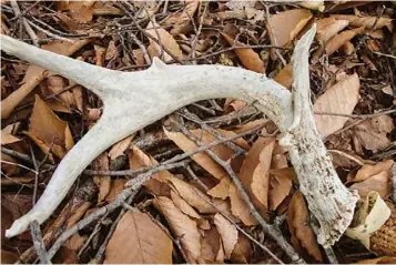  ??  ?? morels and antler sheds.