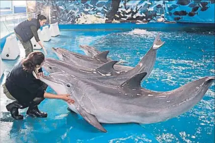  ?? ROSER VILALLONGA / ARCHIVO ?? El Ayuntamien­to ha de buscar ahora un nuevo hogar para los delfines del zoo