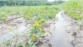 ?? ?? Numerosos cultivos quedaron bajo agua en la compañía Belén de Tacuaras.