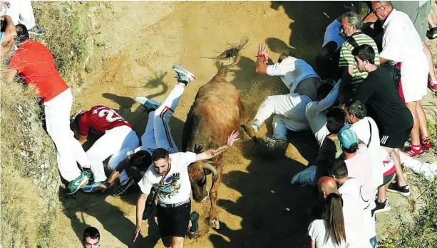  ?? EFE ?? Primer encierro de El Pilón tras la pandemia con vacas bravas de Alba Reta