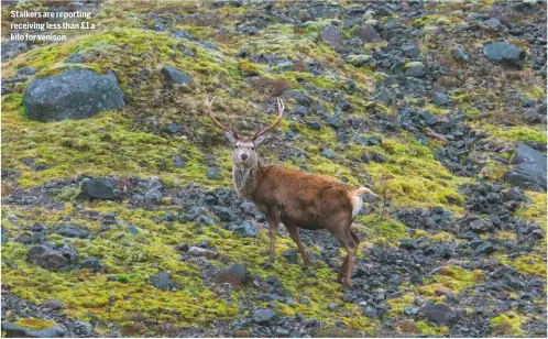  ??  ?? Stalkers are reporting receiving less than £1 a kilo for venison