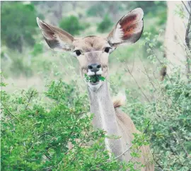  ??  ?? Even this Kudu’s jaw dropped upon seeing the Panamera Sport Turismo