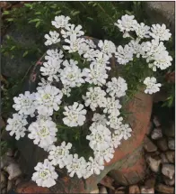  ??  ?? Candytuft is a spring-blooming perennial. (Special to the Democrat-Gazette)