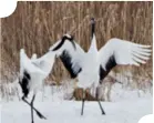  ??  ?? Dall’alto. Il lago Akan, situato nella sottoprefe­ttura di Kushiro dell’isola di Hokkaido. Gru coronate nella Kushiro Japanese Crane Reserve. Un campo di lavanda. Il Niseko Village.