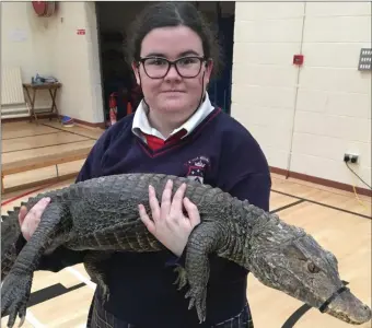  ??  ?? Kayleigh Brazil holding Kevin the Crocodile (from Dave’s Jungle)at St Mary’s College