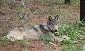  ?? Photograph: Associated Press ?? A young male gray wolf known as OR-93 made his trek into California from Oregon earlier this year.