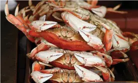  ??  ?? Dungeness crabs are shown for sale at Fisherman’s Wharf in San Francisco. Photograph: Eric Risberg/AP