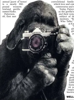  ??  ?? WELL DEVELOPED: Koko, whose famed ability to use sign language has faced scrutiny, takes a selfie circa 1985.
