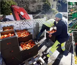  ??  ?? Les agrumes de la Fête du citron viennent de la région de Murcia, située au sud-est de l’Espagne. Ils sont acheminés dans la zone industriel­le de Menton et serviront à décorer les structures de la e édition. (Photos Jean-François Ottonello et DR)