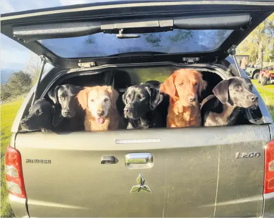  ??  ?? Dog day This bootload of canine characters were keen working dogs ready for the line-out at a recent pheasant shoot near Aberfeldy