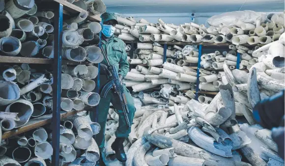  ?? Picture: AFP ?? A Zimbabwe National Parks guard walks through an ivory stockpile in Harare.