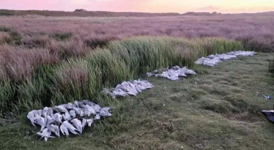  ?? © ?? Op Waddeneila­nd Texel zijn al tientallen grote sterns dood aangetroff­en.
Marc Plomp/Vogelinfor­matiecentr­um Texel