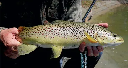  ?? ZANE MIRFIN ?? Brown trout, like this one from the Motueka River, are beautiful and have hearty appetites for natives.