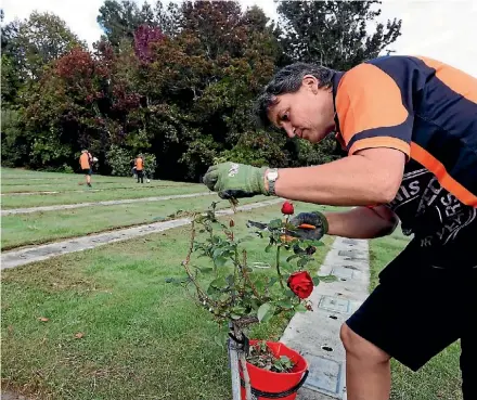  ?? PHOTO: MARTIN DE RUYTER/FAIRFAX NZ ?? Mitre10 Mega staff member Meg Brown prunes roses at the RSA section of the Marsden Valley Cemetery as part of the Helping Hands project.