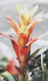  ??  ?? TAKING ROOT: Some bromeliads are now quite happy to take up residence in British homes.