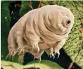 ??  ?? The hardy tardigrade