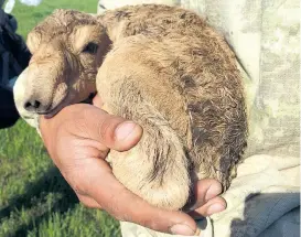  ??  ?? Eine Handvoll Antilope: ein Saiga-Neugeboren­es.