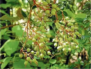  ?? WEEDBUSTER­S ?? An example of the berries of the Darwin’s Barberry.